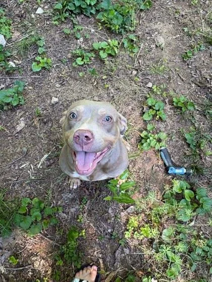 An adult medium-sized female Mixed Breed dog named Umbrella for adoption in Chamblee, GA