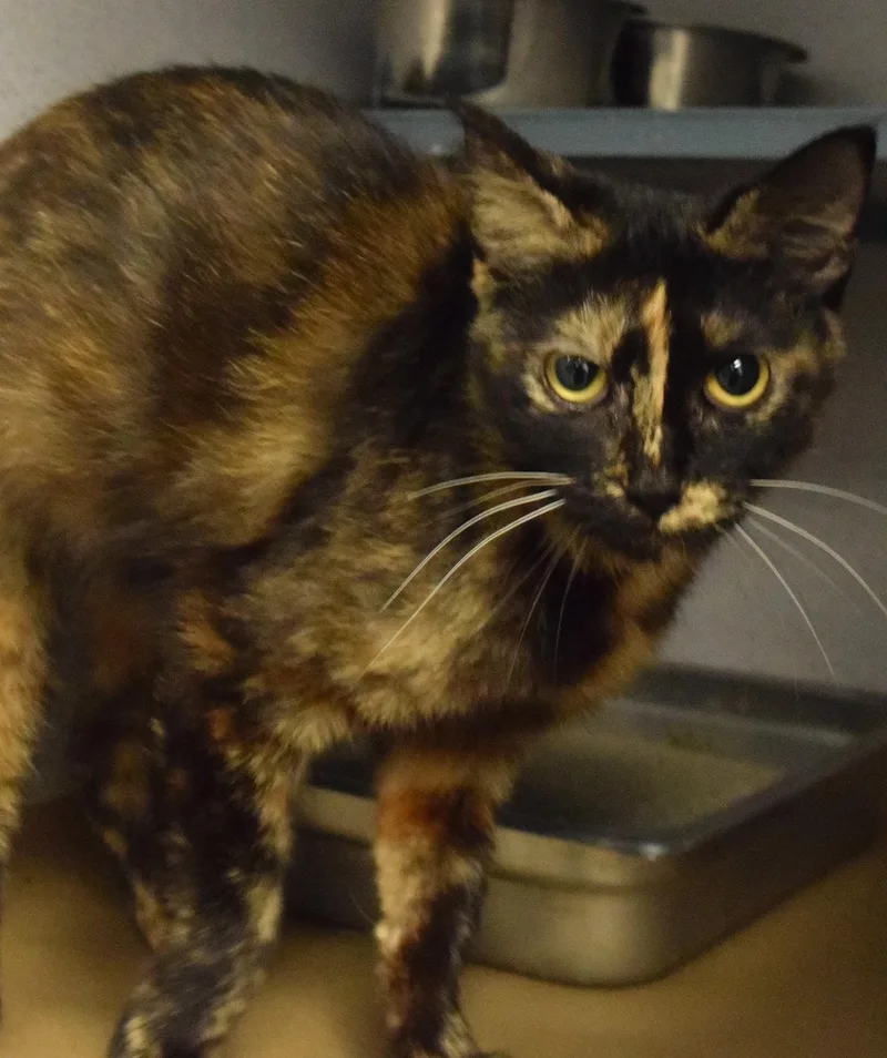 An adult medium-sized female Tortoiseshell Domestic Short Hair cat named 22508 for adoption in Broken Arrow, OK