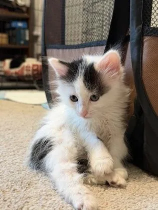 A baby small-sized male Domestic Long Hair cat named Bizcocho for adoption in Fort Worth, TX
