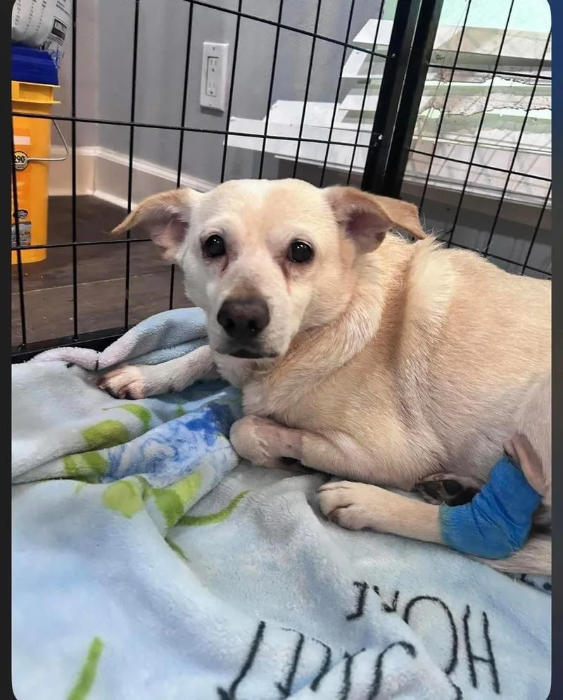 An adult small-sized female Spaniel dog named Flora for adoption in Saugus, MA