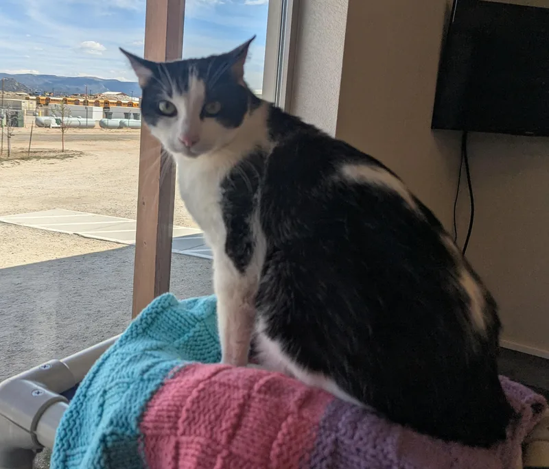 A senior medium-sized female Black & White / Tuxedo Domestic Short Hair cat named Tj for adoption in Buena Vista, CO