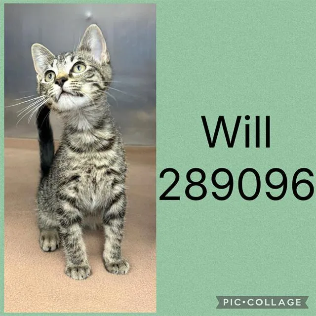 A baby small-sized male Domestic Short Hair cat named Will for adoption in Macon, GA