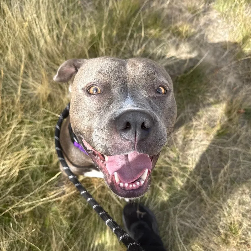 An adult medium-sized female Gray / Blue / Silver Pit Bull Terrier dog named Thea for adoption in Pullman, WA
