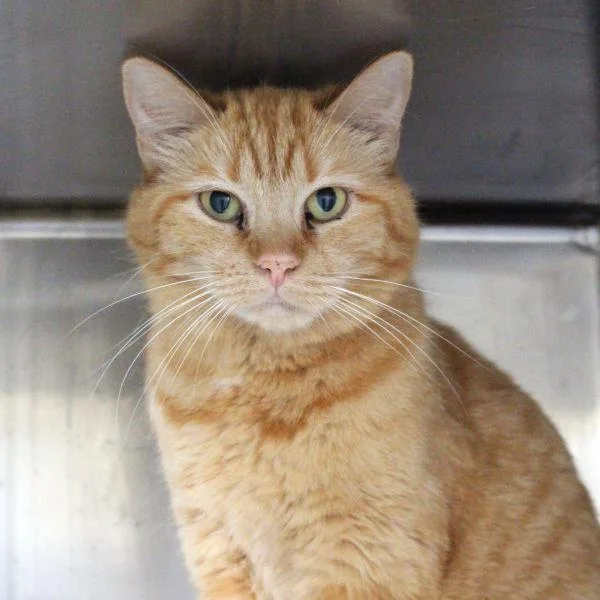 An adult small-sized female Domestic Short Hair cat named Honey for adoption in Des Moines, IA