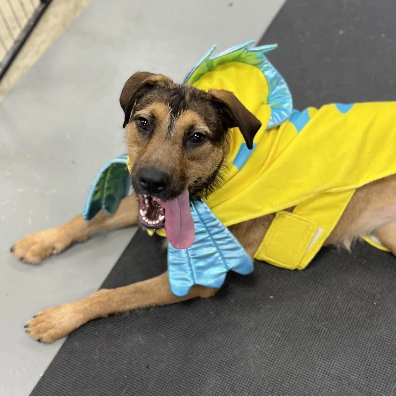 A young medium-sized female Yellow / Tan / Blond / Fawn Mixed Breed dog named Maggie for adoption in New York, NY