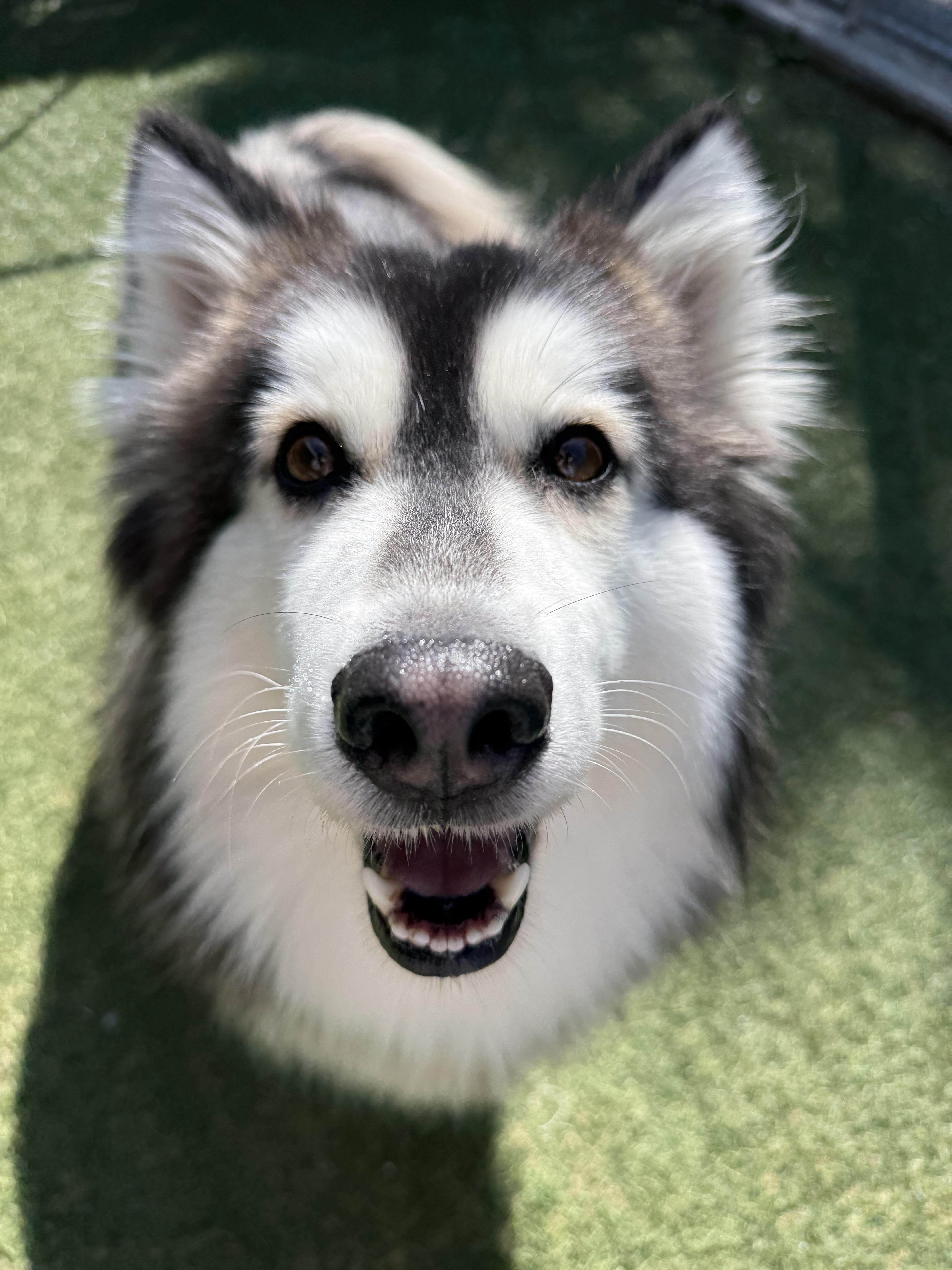 An adult large-sized female Husky dog named River for adoption in Sudbury, MA