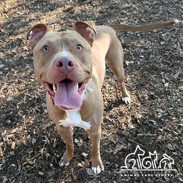 An adult medium-sized male Pit Bull Terrier dog named Jaxson for adoption in Irvine, CA