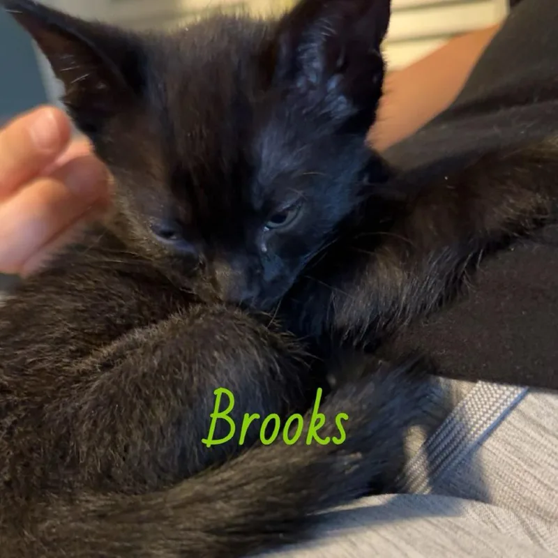 A baby small-sized male Black American Shorthair cat named Brooks for adoption in Waggaman, LA