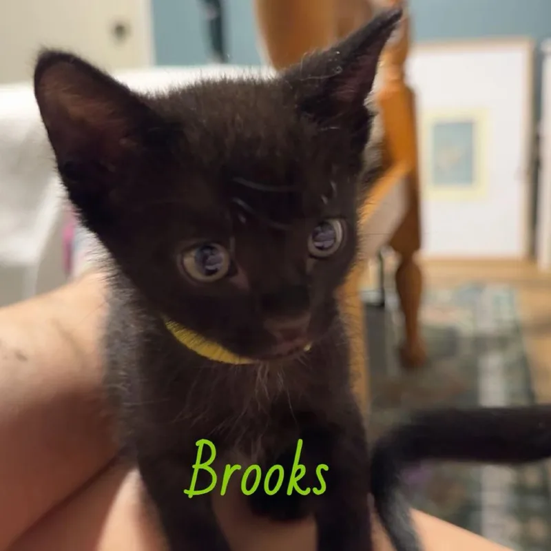 Brooks thumbnail 2
