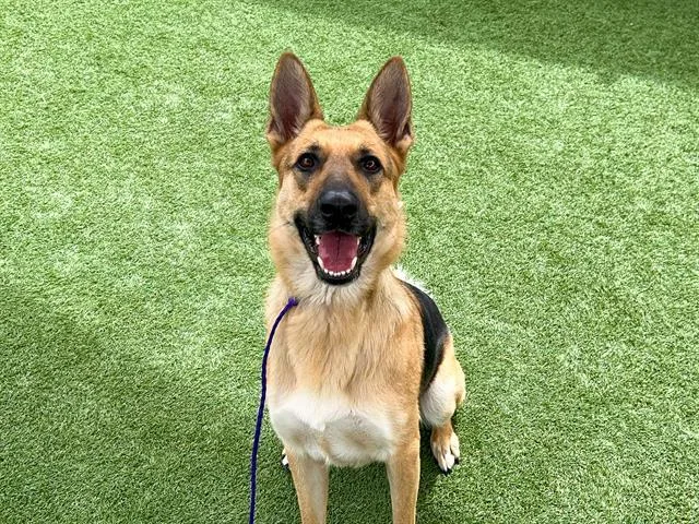 A young large-sized female German Shepherd Dog dog named Rita for adoption in Tustin, CA