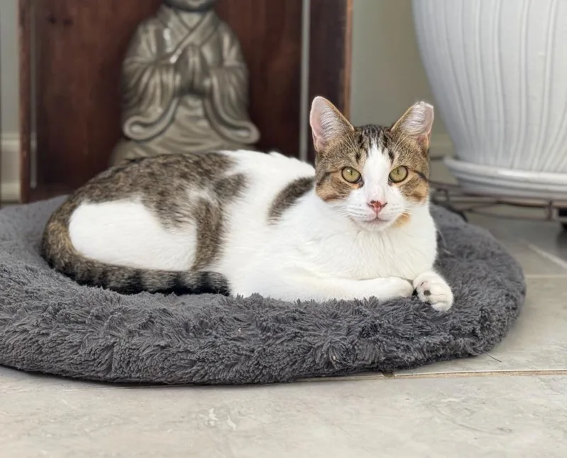 A baby medium-sized male Domestic Short Hair cat named Benny for adoption in Evans, GA