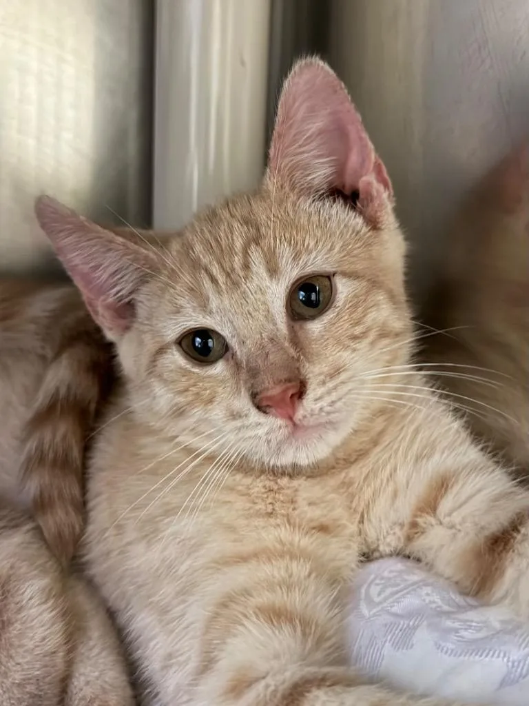 A baby small-sized male Domestic Short Hair cat named Oats for adoption in Pomona, NY