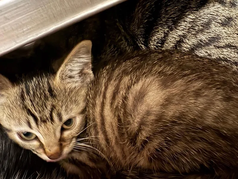 A baby medium-sized male Tabby cat named Caterpillar for adoption in Nacogdoches, TX
