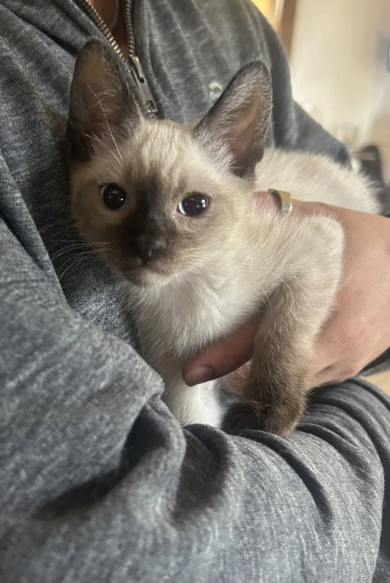 A baby medium-sized male Siamese cat named Yolo Napa Petco for adoption in Napa, CA