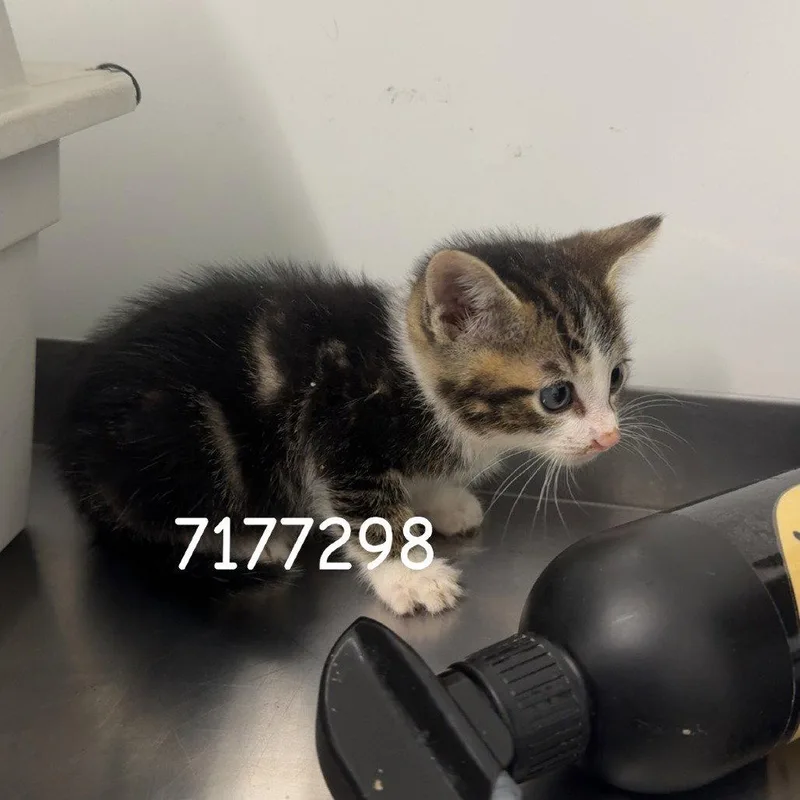 A young small-sized male Domestic Short Hair cat named Riddick for adoption in Chico, CA