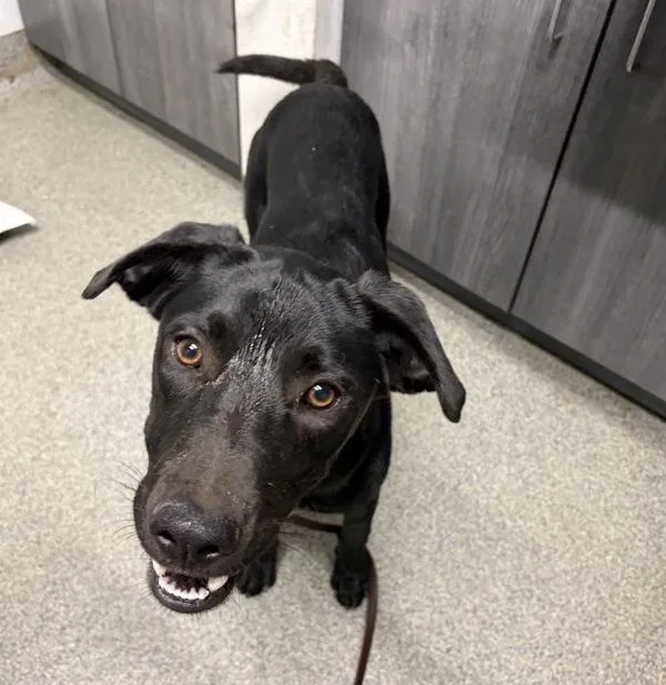 A young medium-sized female Labrador Retriever dog named Cayenne for adoption in Escondido, CA