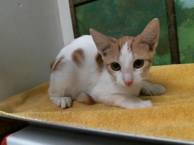 A baby small-sized female Domestic Short Hair cat named Destiny for adoption in Houston, TX