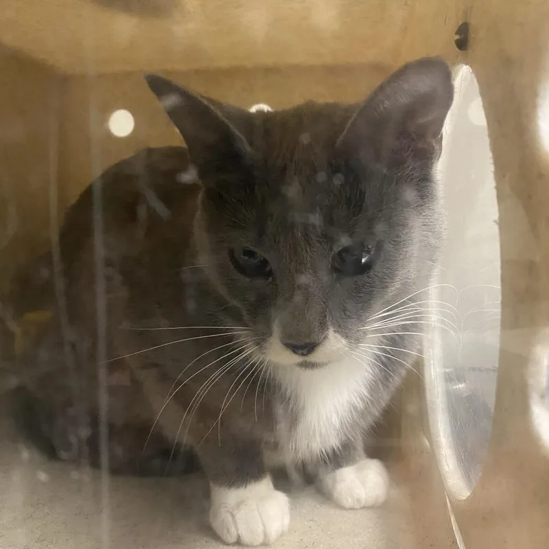 A young medium-sized female Gray / Blue / Silver Domestic Short Hair cat named Aspen for adoption in Reno, NV