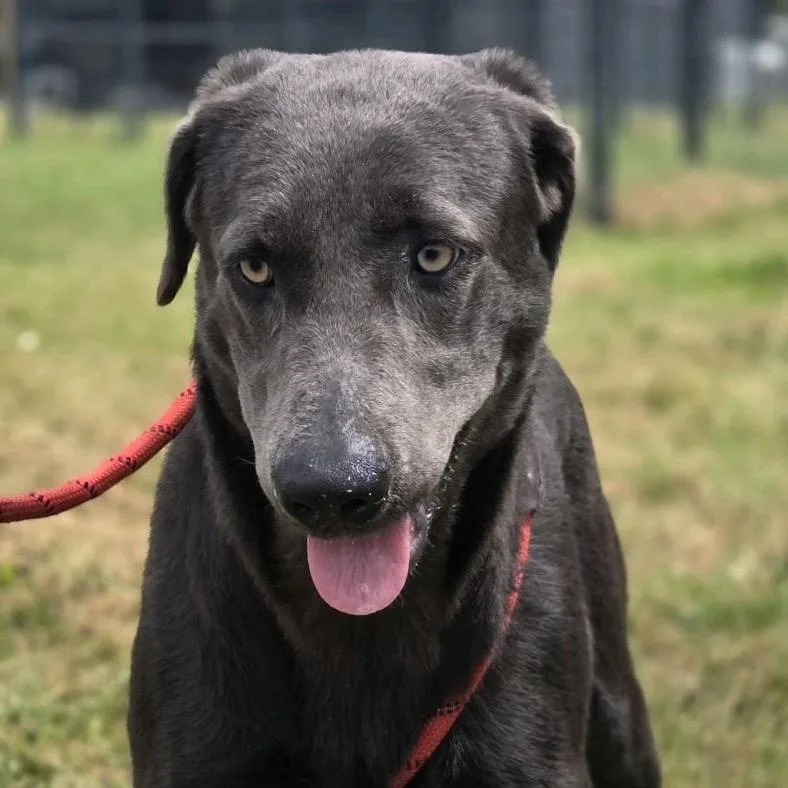 An adult large-sized female Gray / Blue / Silver Labrador Retriever dog named Bella for adoption in Hattiesburg, MS