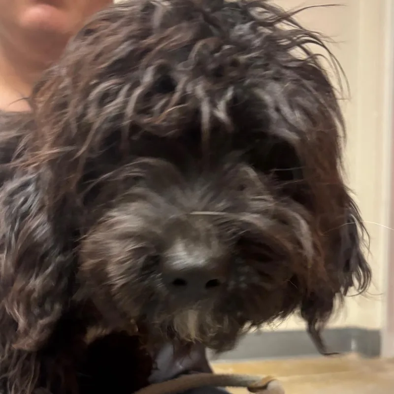 An adult small-sized female Black Terrier dog named Rootbeer for adoption in Yuma, AZ