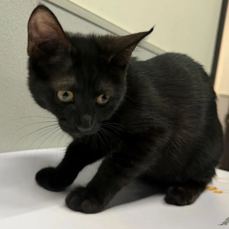 A baby small-sized female Black Domestic Short Hair cat named Twilight for adoption in Tampa, FL