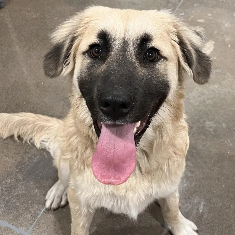 A young large-sized male Yellow / Tan / Blond / Fawn Great Pyrenees dog named Creed for adoption in Washburn, MO