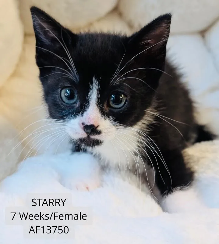 A young medium-sized female Black Domestic Short Hair cat named Starry for adoption in Supply, NC