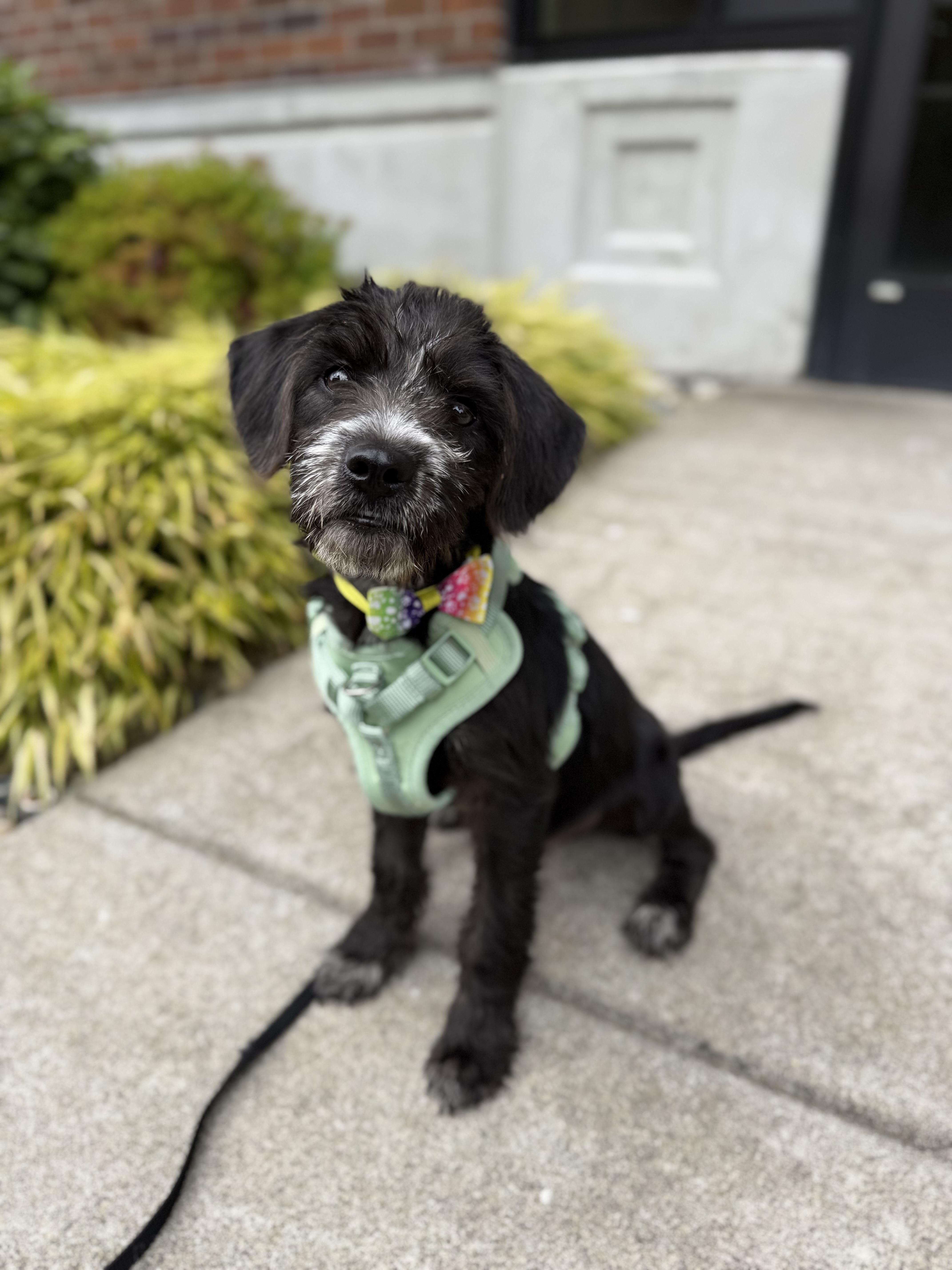 A baby small-sized male Terrier dog named Finny for adoption in lynnwood , WA