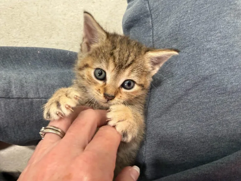 A baby medium-sized female Tabby cat named Serena for adoption in Blanch, NC
