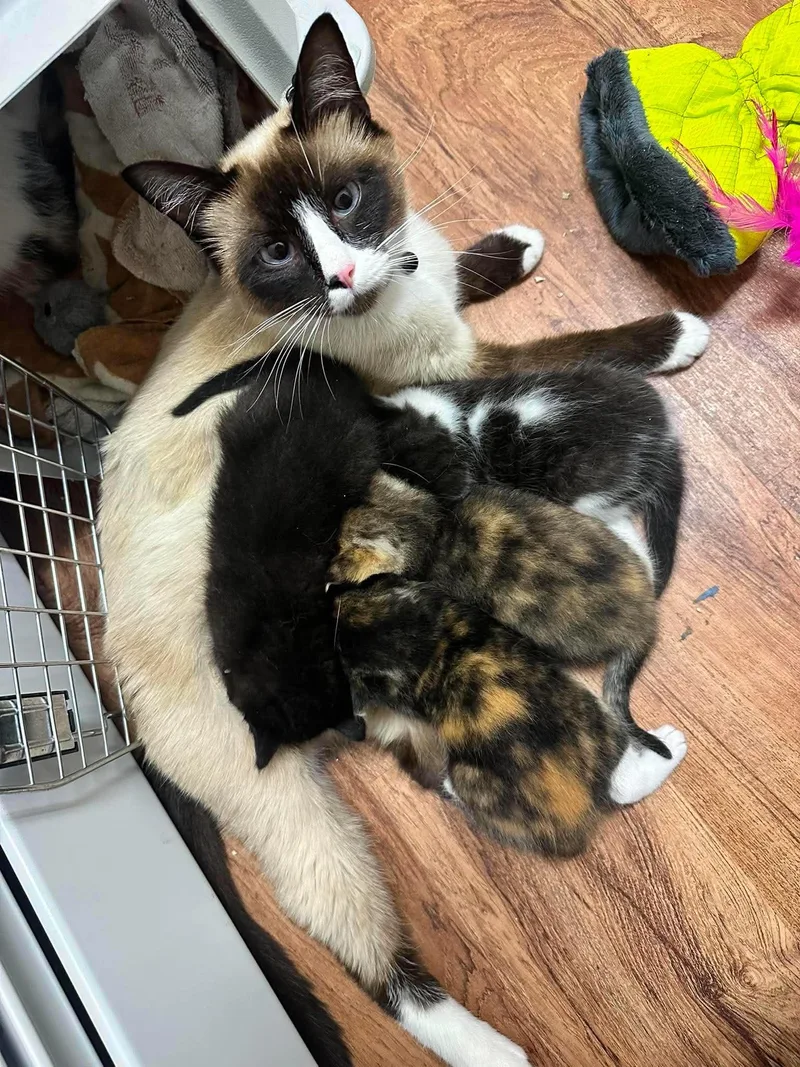 A young medium-sized female Siamese cat named Mystery for adoption in Wasilla, AK
