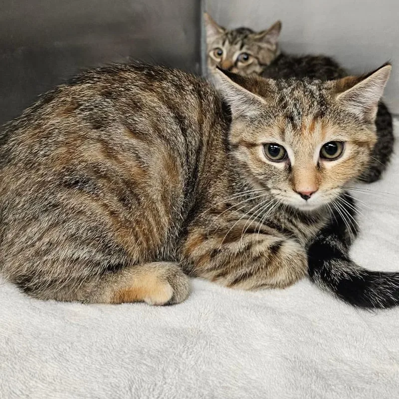 A baby small-sized female Tortoiseshell Domestic Short Hair cat named Elena for adoption in Martinsville, VA