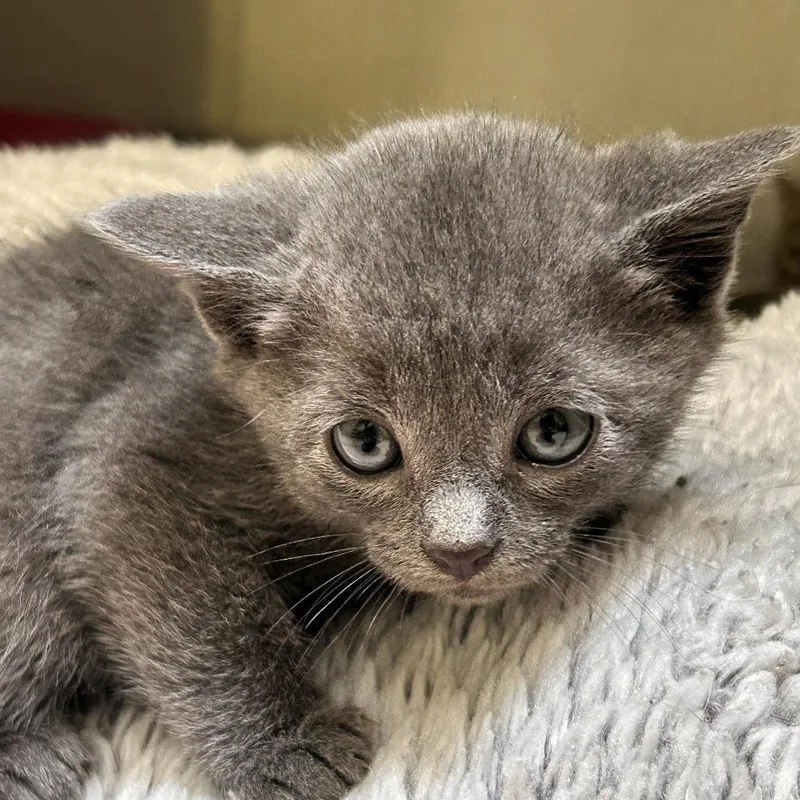 A baby small-sized male Gray / Blue / Silver Domestic Short Hair cat named MONTStrayElm for adoption in Perkiomenville, PA