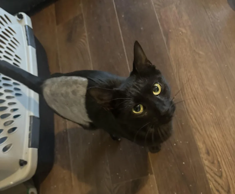 An adult medium-sized female Black Domestic Short Hair cat named Sprite for adoption in Mississippi State, MS