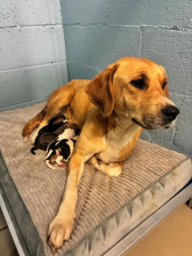 A young large-sized female Yellow Labrador Retriever dog named Calypso for adoption in Blountville, TN