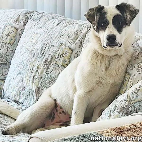 A young medium-sized female White / Cream Great Pyrenees dog named Libby In Oh  for adoption in Beacon, NY