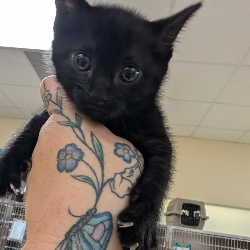 A baby small-sized male Black Domestic Short Hair cat named Bugsy for adoption in Titusville, FL
