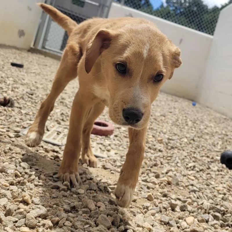 A baby medium-sized male Golden Labrador Retriever dog named Oppie for adoption in Cumberland, RI