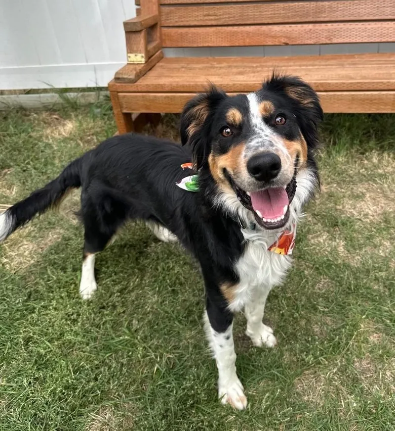 A young medium-sized male Australian Shepherd dog named Gander for adoption in Logan, UT
