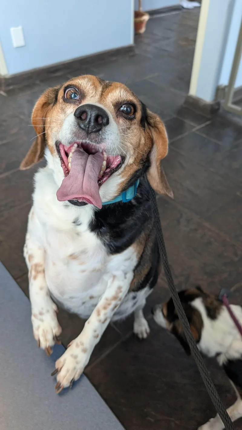 A senior medium-sized female Beagle dog named Evie Grace for adoption in Sturgis, MI