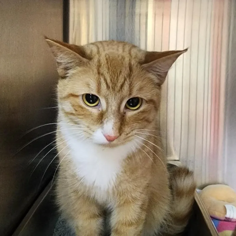 An adult medium-sized male Orange / Red Domestic Short Hair cat named Blaze for adoption in Shinnston, WV