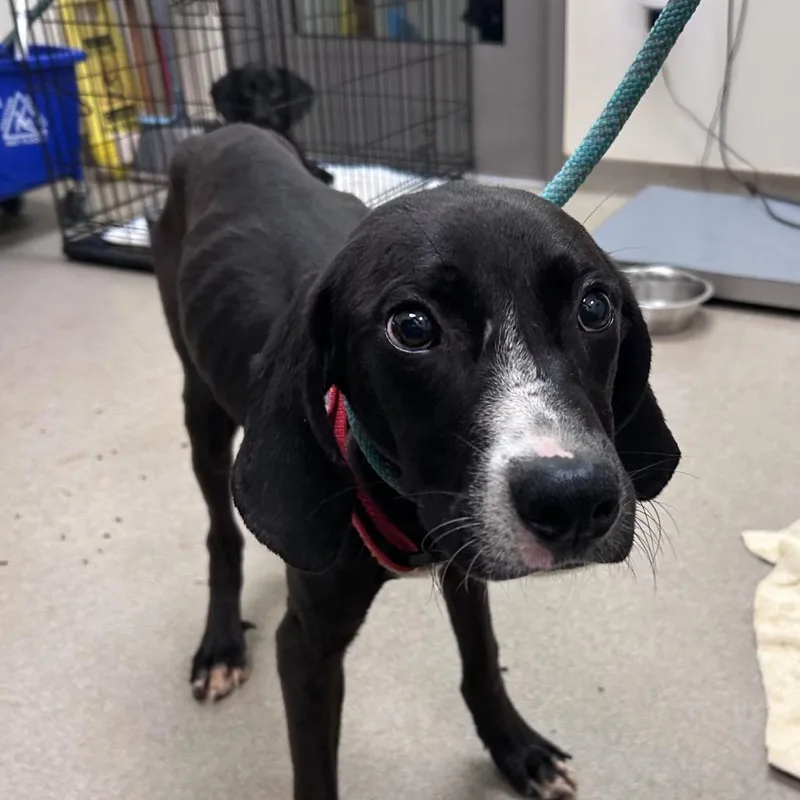A young medium-sized male Black Hound dog named Rojo for adoption in Lynchburg, VA