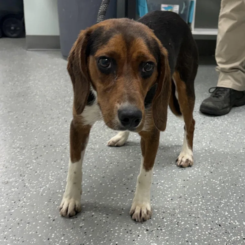 A young medium-sized male Bicolor Beagle dog named Spin for adoption in Bardstown, KY