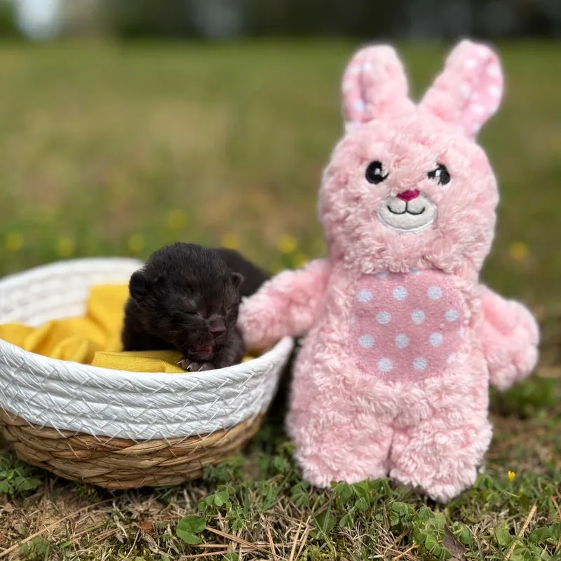A baby small-sized female Black Domestic Short Hair cat named Big Chungus for adoption in Odenville, AL