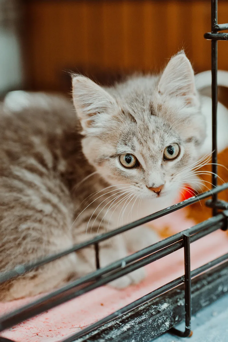 A baby small-sized male Domestic Medium Hair cat named Fluffy Nutter for adoption in Le Mars, IA