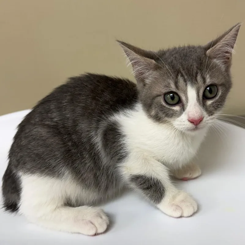 A baby small-sized female Gray / Blue / Silver Domestic Short Hair cat named Minou for adoption in Birmingham, AL