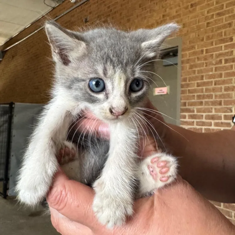 Minou thumbnail 3