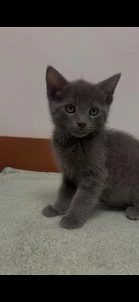 Archie