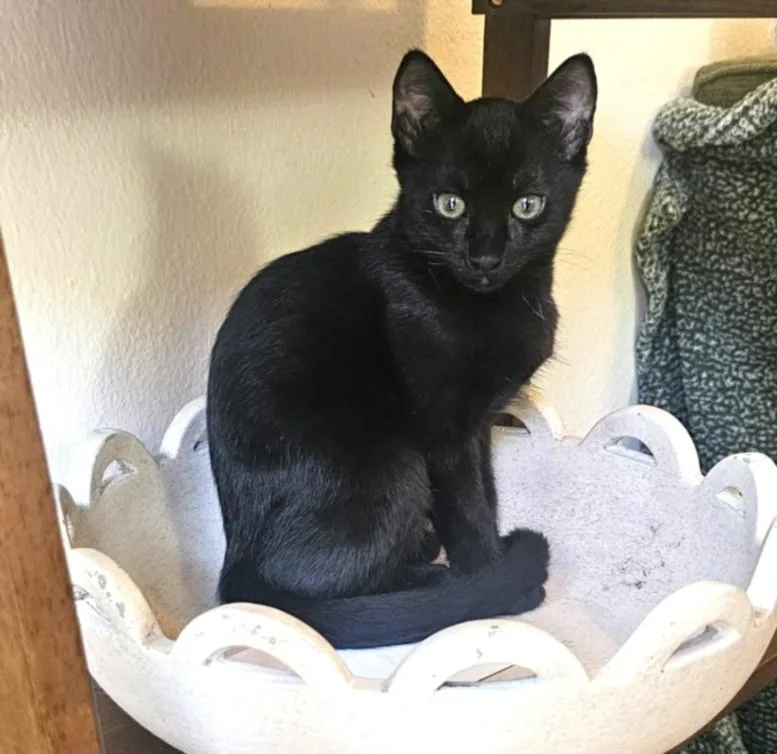 A baby small-sized male Domestic Short Hair cat named Poe for adoption in Burbank, CA