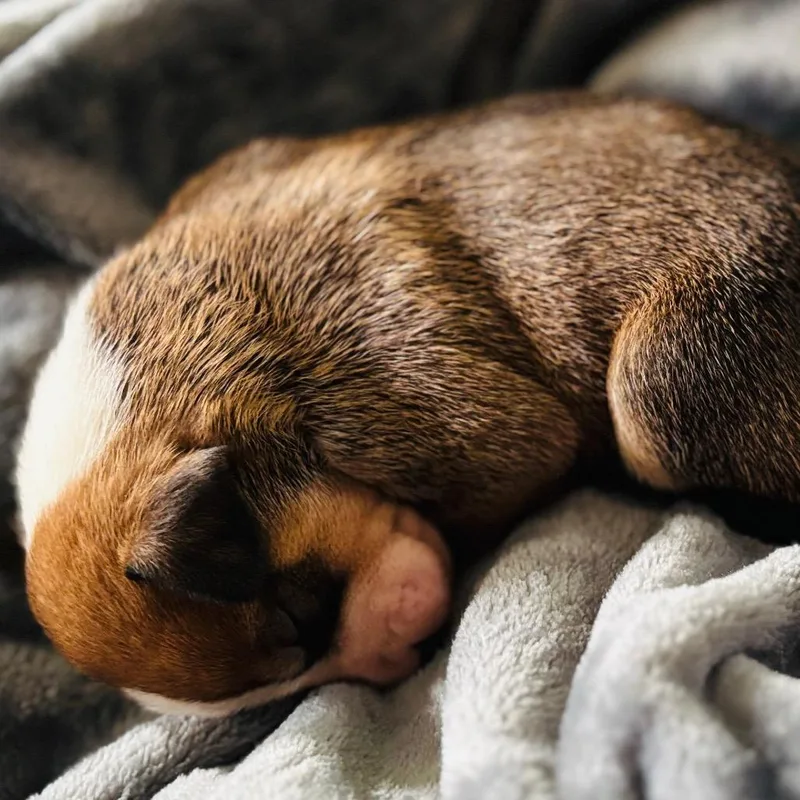 Pip
