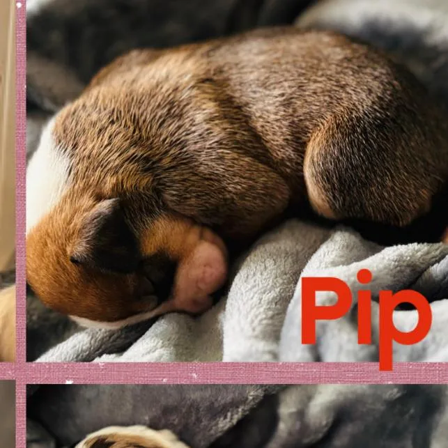 Pip thumbnail 6